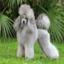Poodle