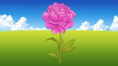 Peony