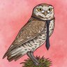 A Real Know-it-owl: Asia