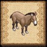 Young Donkey