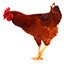 Shouldn't your house have chicken feet?