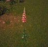 Purple Foxglove