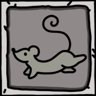 A rat