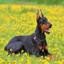 Dobermann