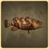 Goliath Grouper