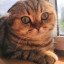 SilverEdition Cat