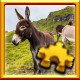 Donkeys Complete!