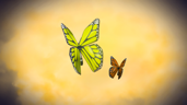 Butterfly is flying