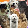Pet Pets Pettingly
