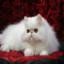 Persian