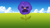 Pansy