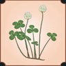 White Clover