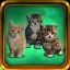 Little kittens performance