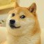 Doge 1