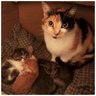 A Heart Full of Cats