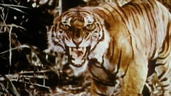 Hear me Roar