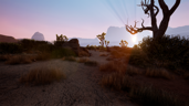Desert Expert