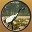Crane