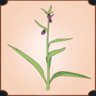Comfrey