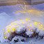 Bushes Illuminations