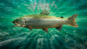 Trout Master