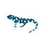 Ambystoma maculatum