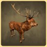 Stag