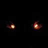 Dark Wood