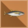 500 Tuna