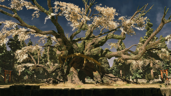 Purify the Great Cherry Tree of Nakahara