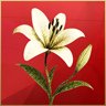 Maria’s White Lily