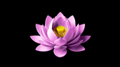 Samādhi