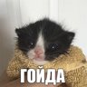 ГОЙДА