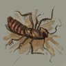 Pest Control