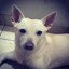 Shiro_Dog