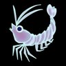 Dancing Shrimp