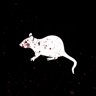 Big rat