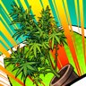 Super Duper Chronic