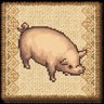 Young Pig