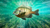 Panfish Overlord