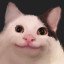 Polite cat