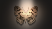 The Pact