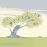 Grass Field