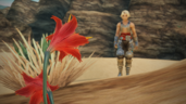 Galbana Bloom