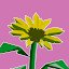 Full bloom