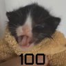 Кликмастер