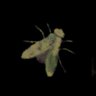 Entomologist