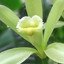 Vanilla Flower