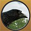 Crow