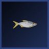 First Fish